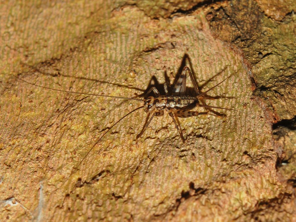 Gryllomorpha cfr. dalmatina